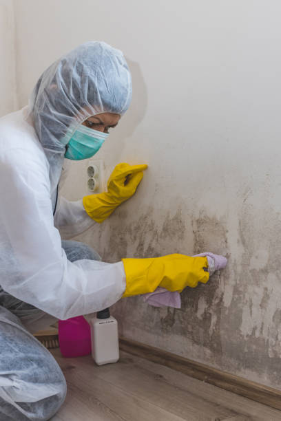  North Charleston, SC Mold Removal Pros