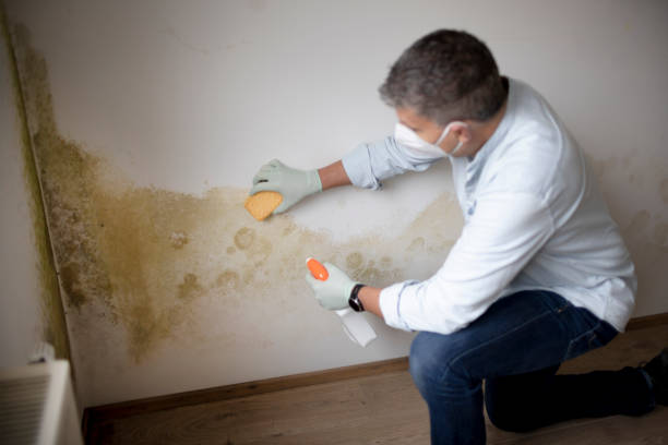 Best Mold Odor Removal Services  in North Charleston, SC